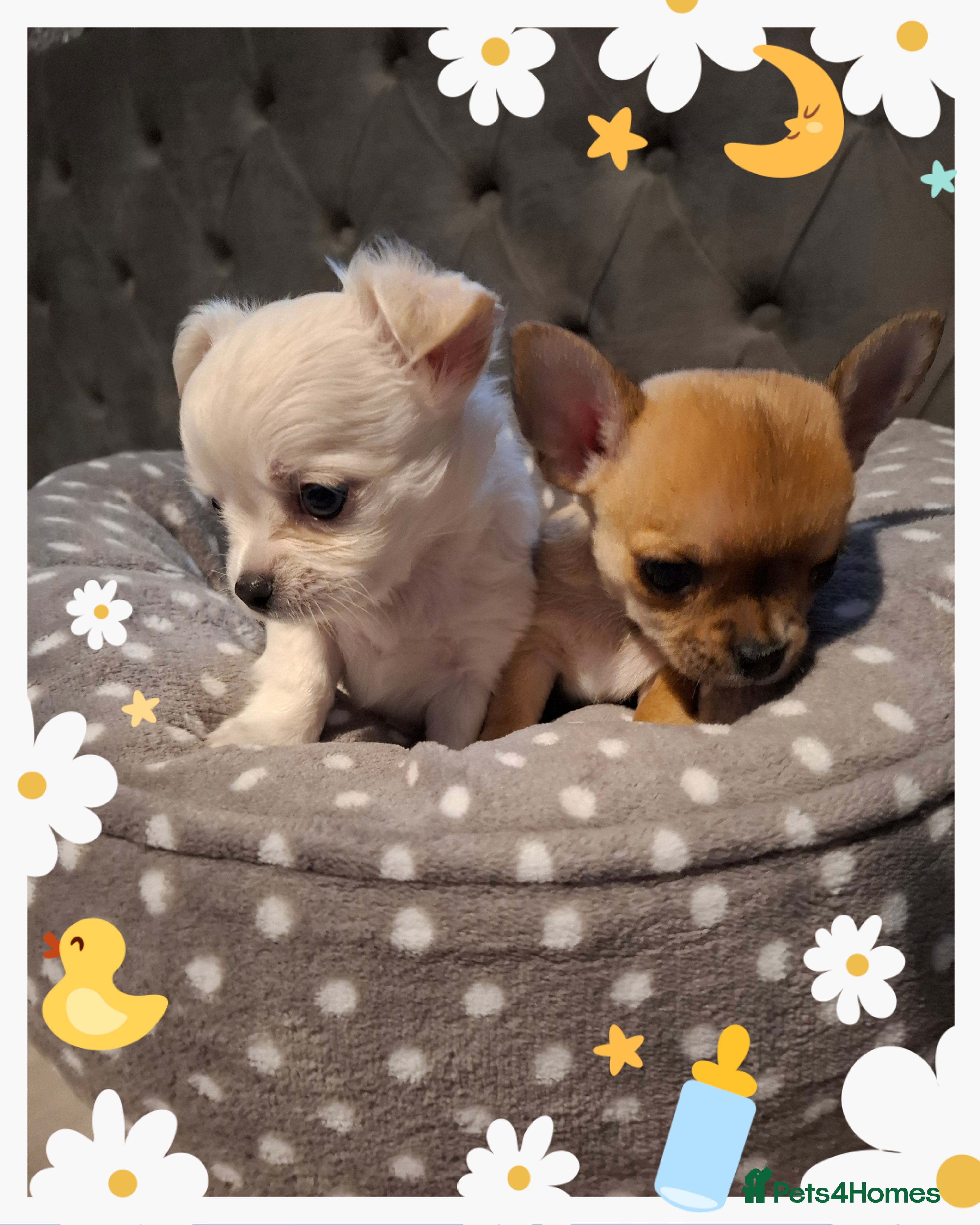 Chihuahua dogs Gorgeous Chihuahua puppies ❤️👑❤️ Bristol  - Advert 1
