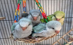 Parrots birds for sale: Handreared DNA tested baby Quaker Parrots  - Image 6