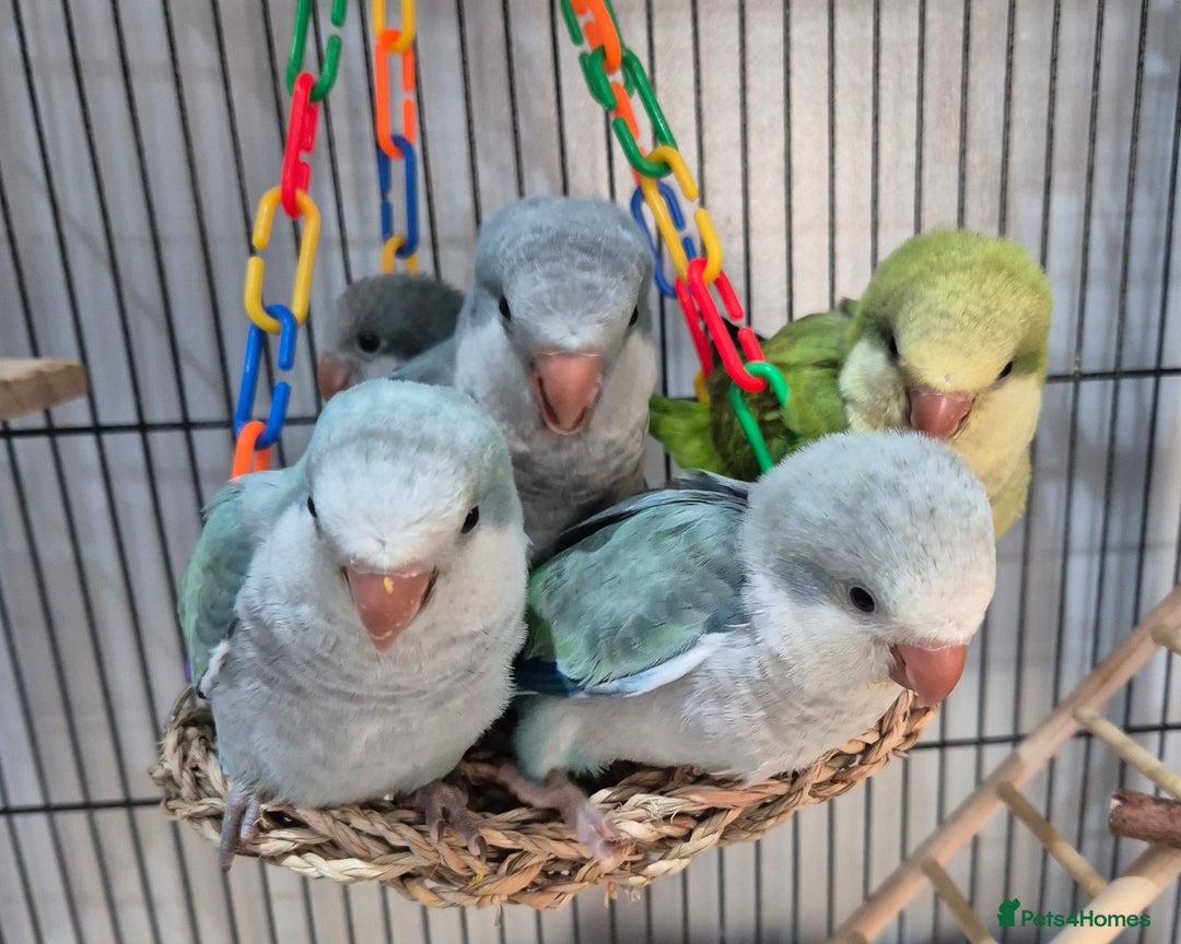 Parrots birds for sale: Handreared DNA tested baby Quaker Parrots  - Image 6