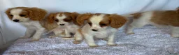 Cavalier King Charles Spaniel dogs for sale: Beautiful King Charles puppys in Stafford - Advert 6