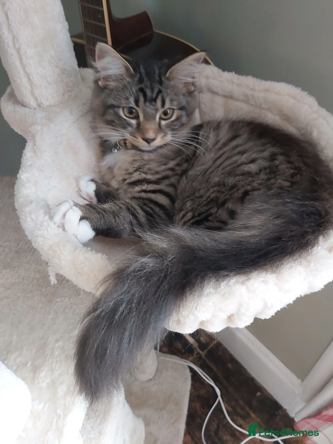 Mixed Breed cats for sale: Gorgeous maine coon cross - Advert 2