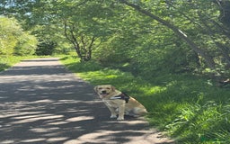 Labrador Retriever dogs for stud: Dog for stud Labrador crossed golden retriever  - Image 2