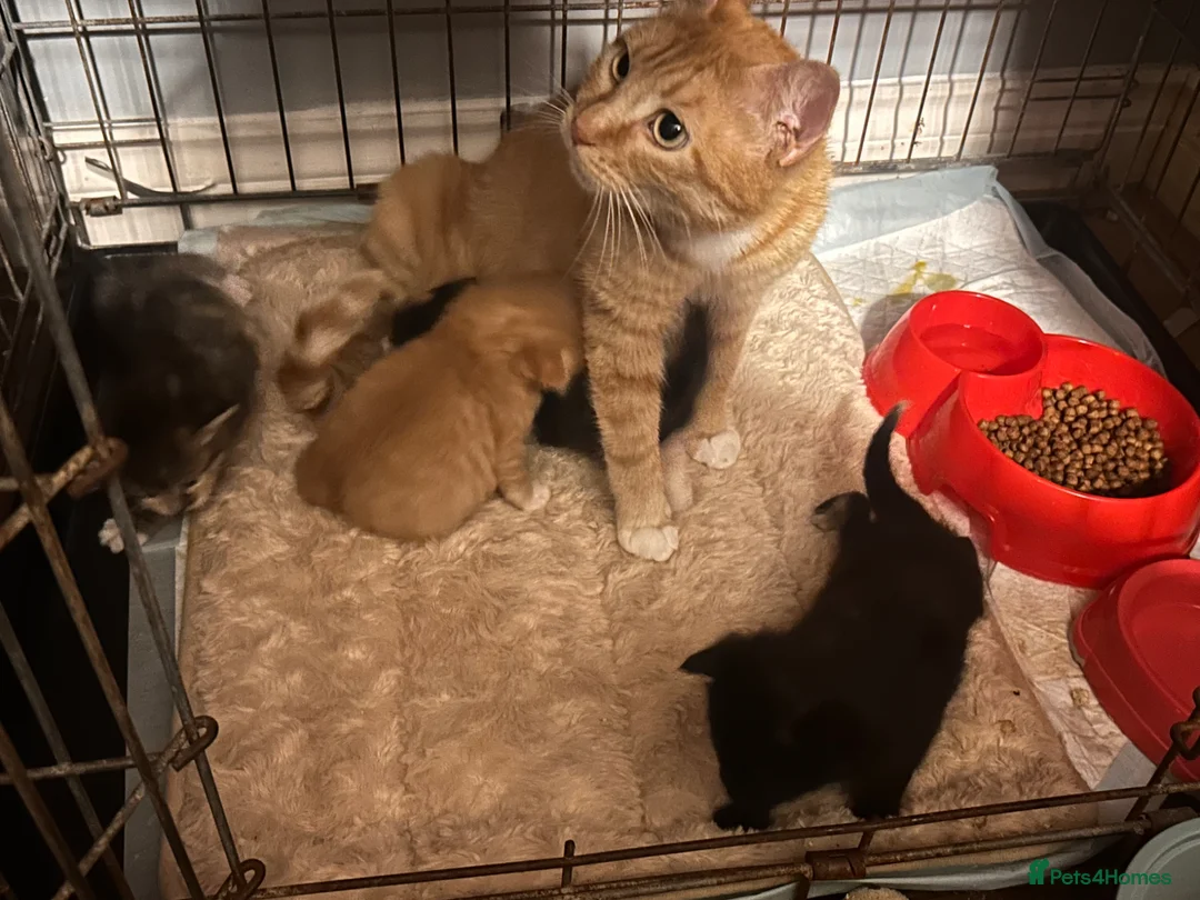 Mixed Breed cats for sale: Maine coon x ragdoll x kittens - Advert 2