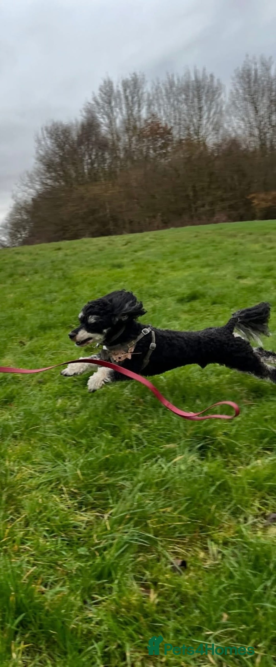 Toy Poodle dogs for stud: GRANDSON OF RICO! Health tested KC Toy Poodle Stud in Middlesbrough - Advert 5