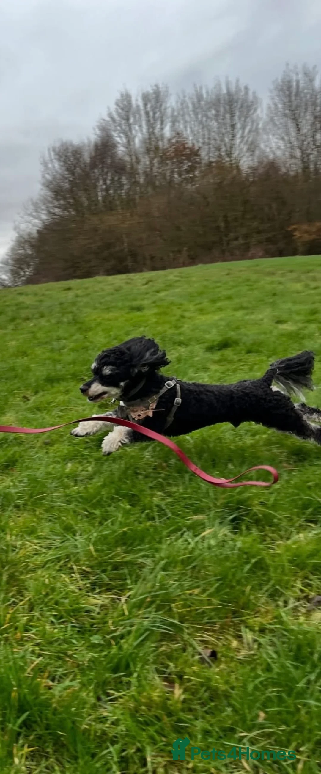 Toy Poodle dogs for stud: GRANDSON OF RICO! Health tested KC Toy Poodle Stud in Middlesbrough - Advert 5