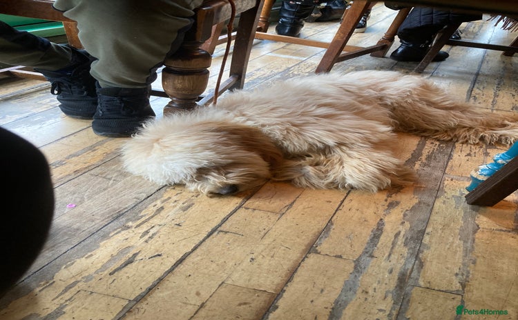 Goldendoodle dogs Adult female golden doodle  - Advert 2