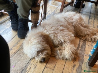 Goldendoodle dogs Adult female golden doodle - Advert 3