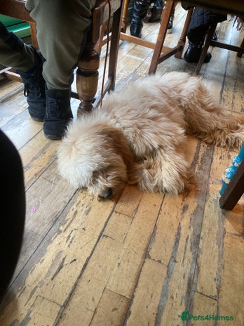 Goldendoodle dogs Adult female golden doodle - Advert 1