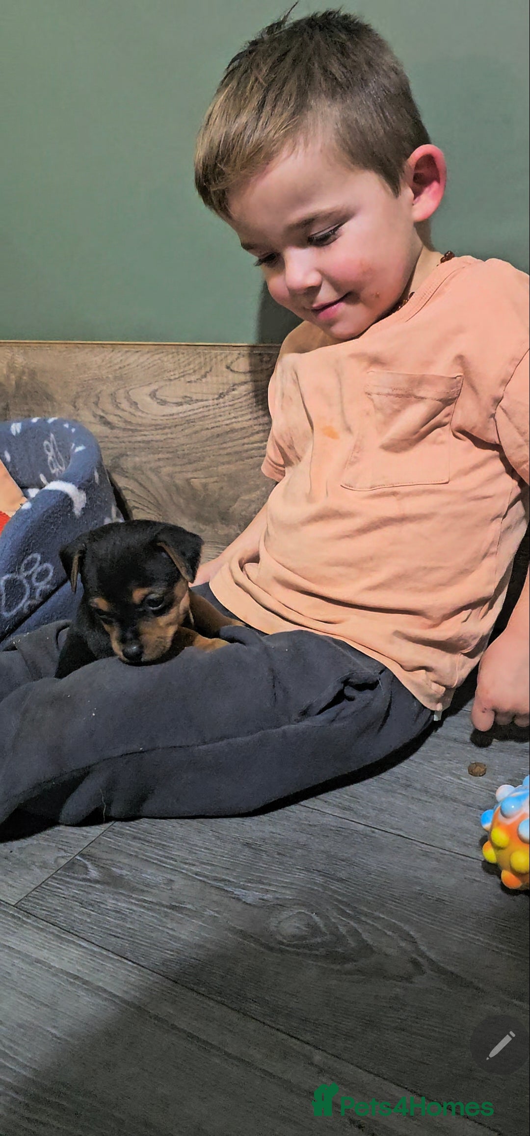 Jack Russell dogs for sale: Beautiful Jack Russell Terrier Puppies - Advert 11