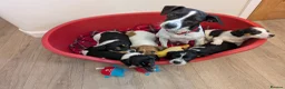 Jack Russell dogs for sale: JACK RUSSELL PUPPIES  - Advert 2