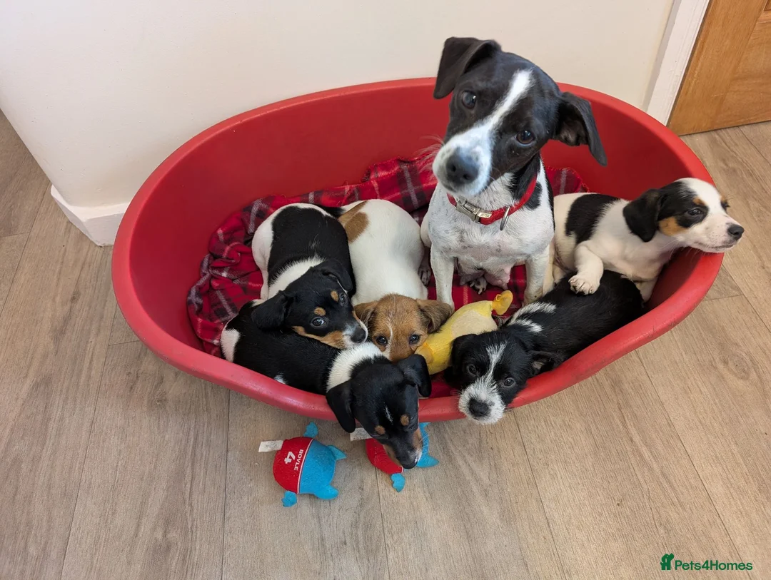 Jack Russell dogs for sale: JACK RUSSELL PUPPIES  - Advert 2