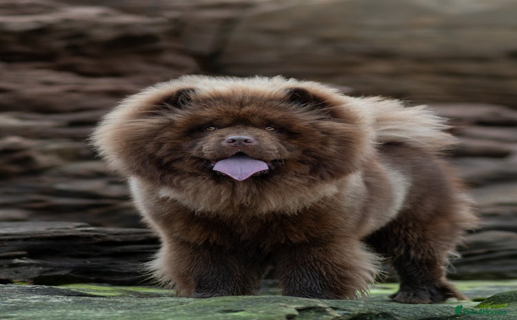 Chow Chow dogs - Advert 1