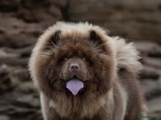 Chow Chow dogs Luca chocolate chow chow for stud - Advert 4