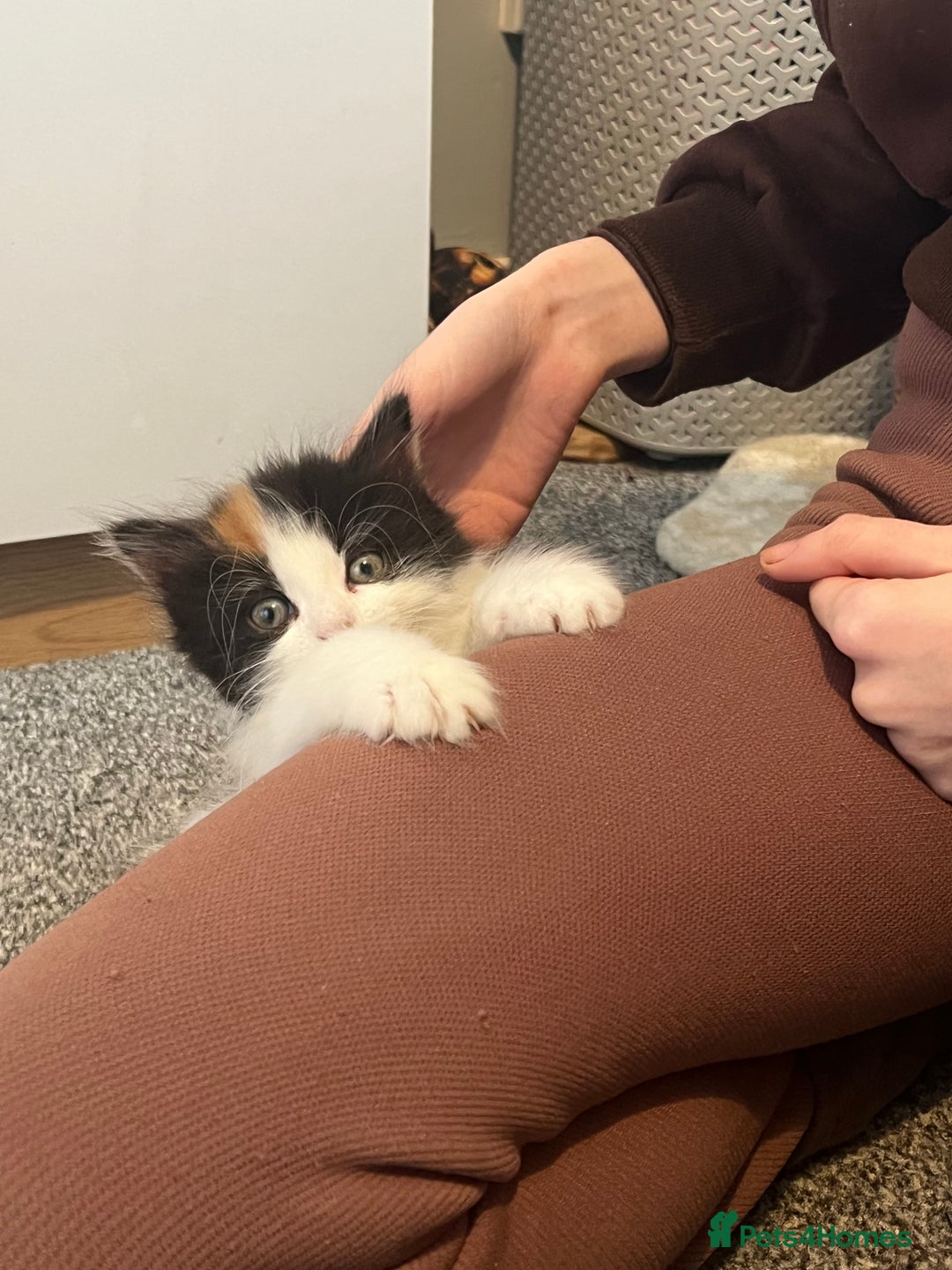 Mixed Breed cats for sale: Calio Kitten Female 2 Months Old - Image 6