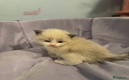 Ragdoll cats for sale: Three beautiful blue ragdoll kittens  - Image 11