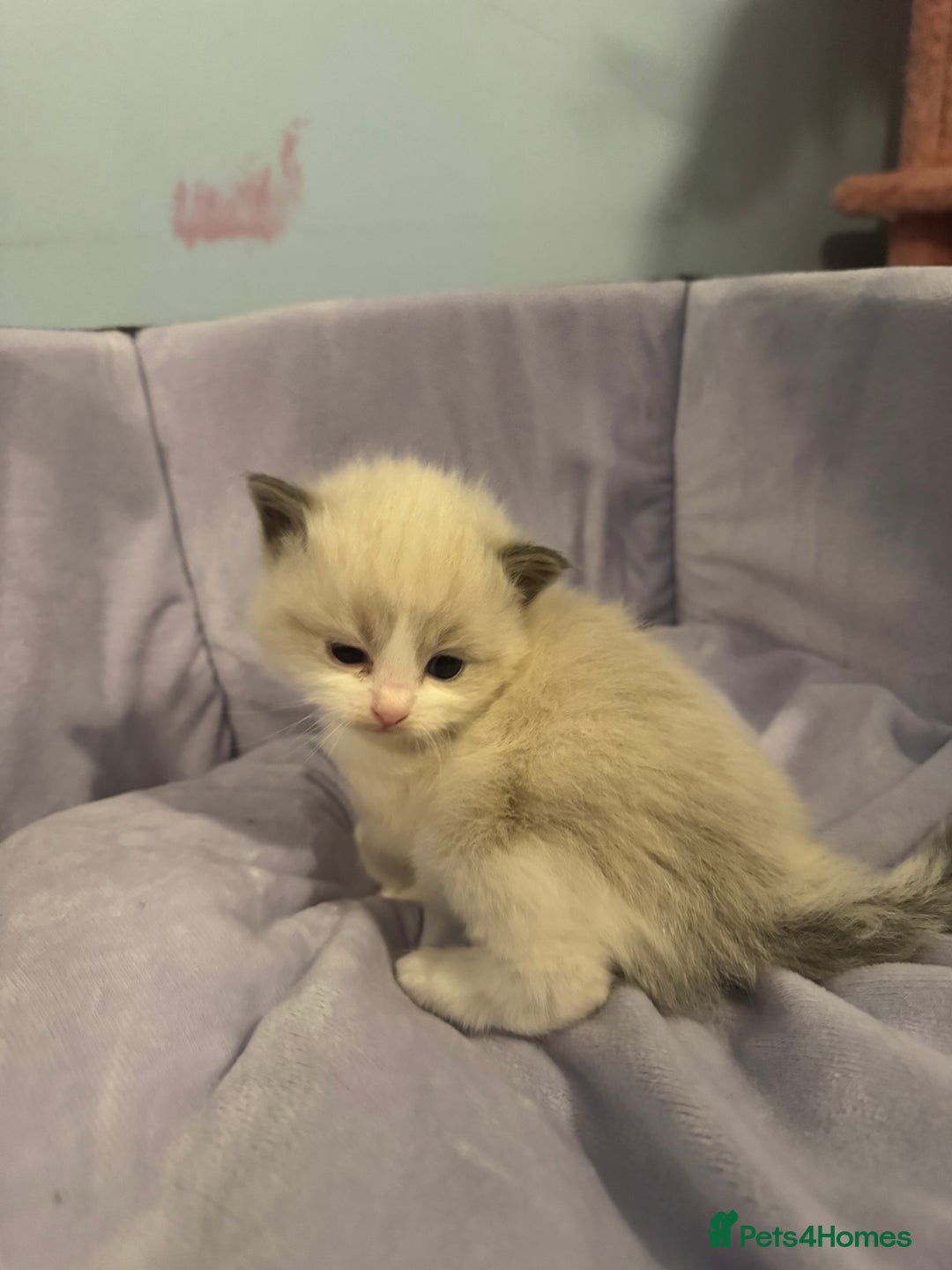 Ragdoll cats for sale: Three beautiful blue ragdoll kittens  - Image 11