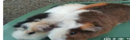 Guinea Pig rodents for sale: Teddy Guinea pigs  - Advert 3