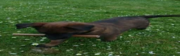 Belgian Shepherd Dog dogs for sale: Belgian Malinois knpv x ring sport fci ikc reg in Omagh - Advert 12