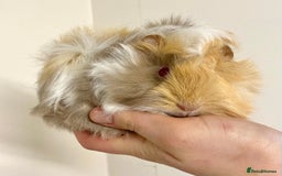 Guinea Pig rodents for sale: Long haired Guinea Pigs For Sale - Image 10