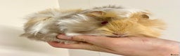 Guinea Pig rodents for sale: Long haired Guinea Pigs For Sale - Advert 10