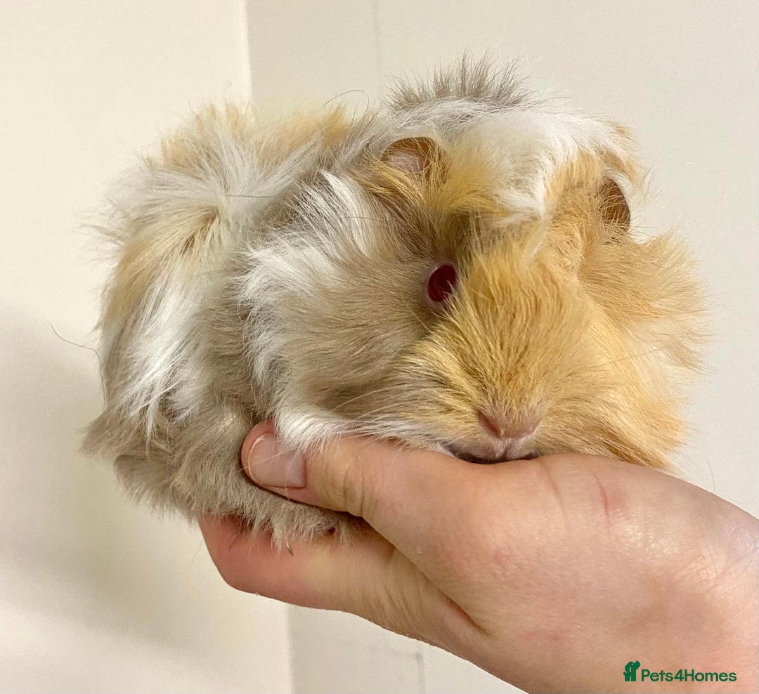 Guinea Pig rodents for sale: Long haired Guinea Pigs For Sale - Image 10