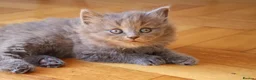 British Longhair cats for sale: British long hair kitten - Advert 14
