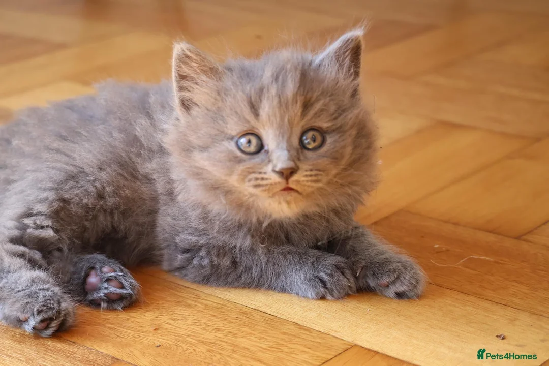 British Longhair cats for sale: British long hair kitten - Advert 14