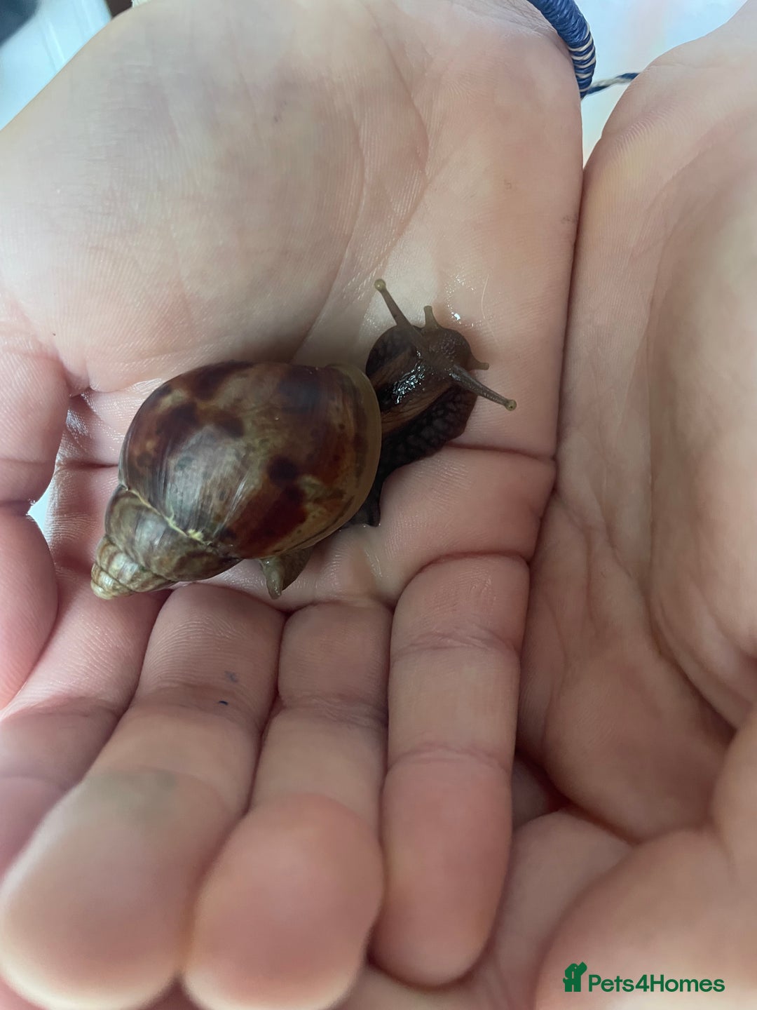 Snails invertebrates for sale: Giant African Land Snails - Image 2