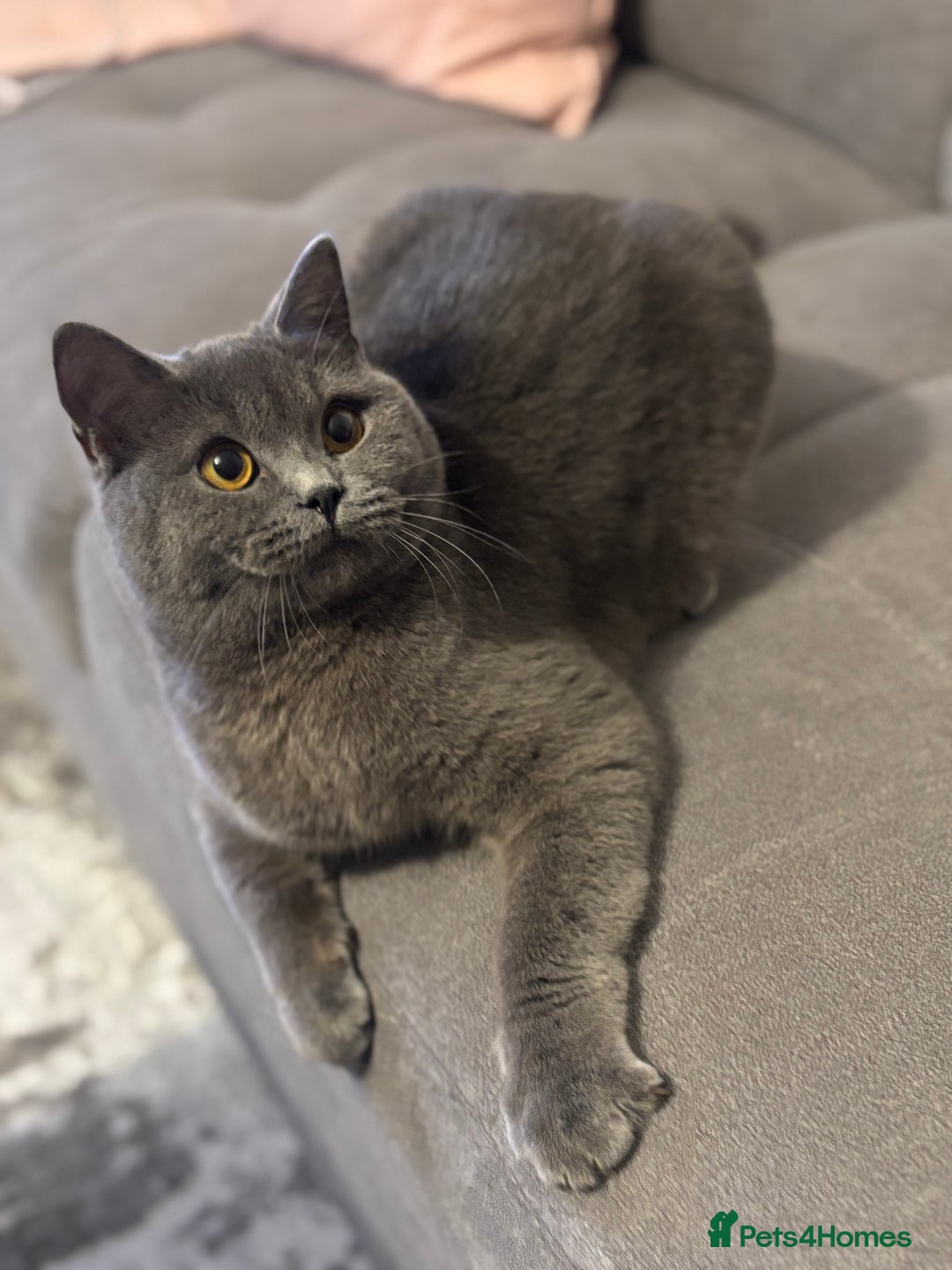 British Shorthair cats for sale: 4 adorable kittens looking for a new home  - Advert 1