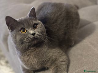 British Shorthair cats 4 adorable kittens looking for a new home - Advert 1