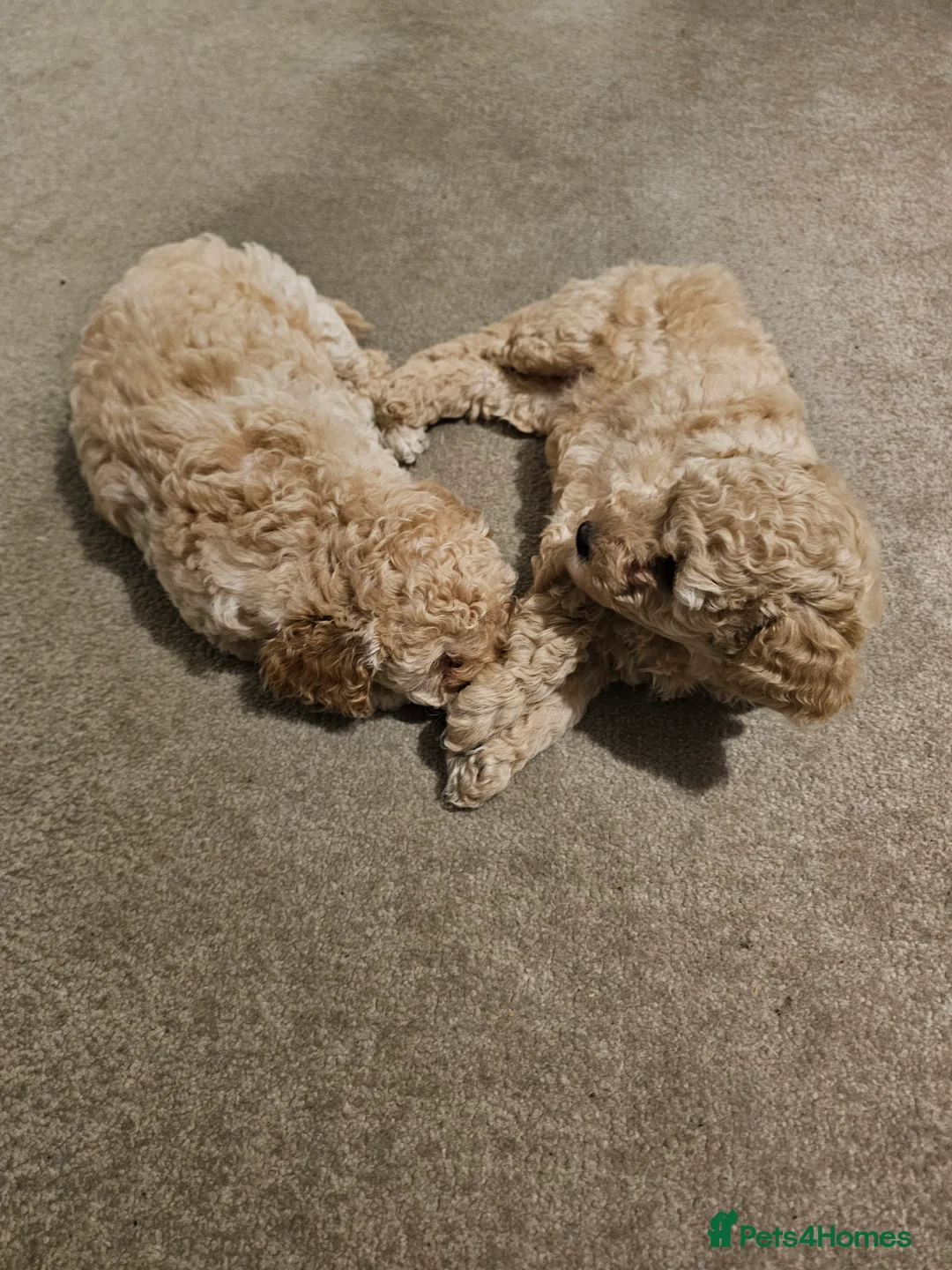 Toy Poodle dogs for sale: Now Ready for their forever loving home - Advert 9