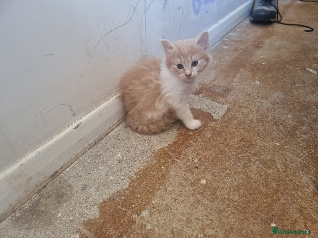 Mixed Breed cats for sale: Half norweigen forest cat 1/4 bengal 1/4 longhair - Image 25