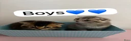 Scottish Fold cats for sale: Scottish Fold boys and girls ready to rehome  - Advert 12