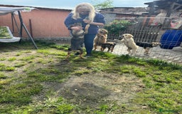 Mixed Breed dogs for adoption: BIBY, a Lovely young girl - for a Loving Home - Advert 13
