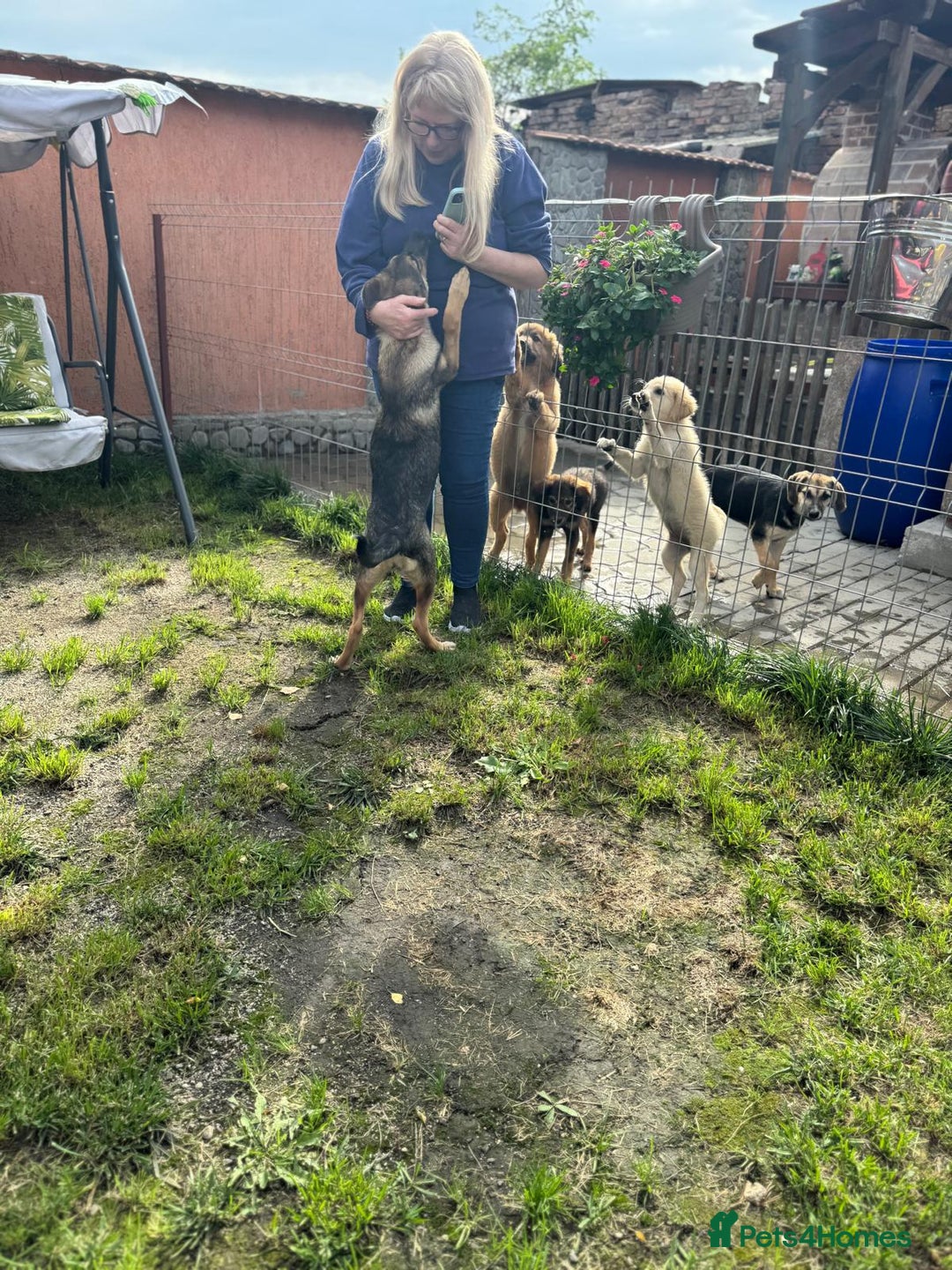 Mixed Breed dogs for adoption: BIBY, a Lovely young girl - for a Loving Home - Advert 13