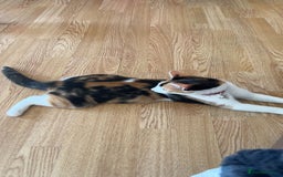 Domestic Shorthair cats for sale: 2 female kittens - Image 9