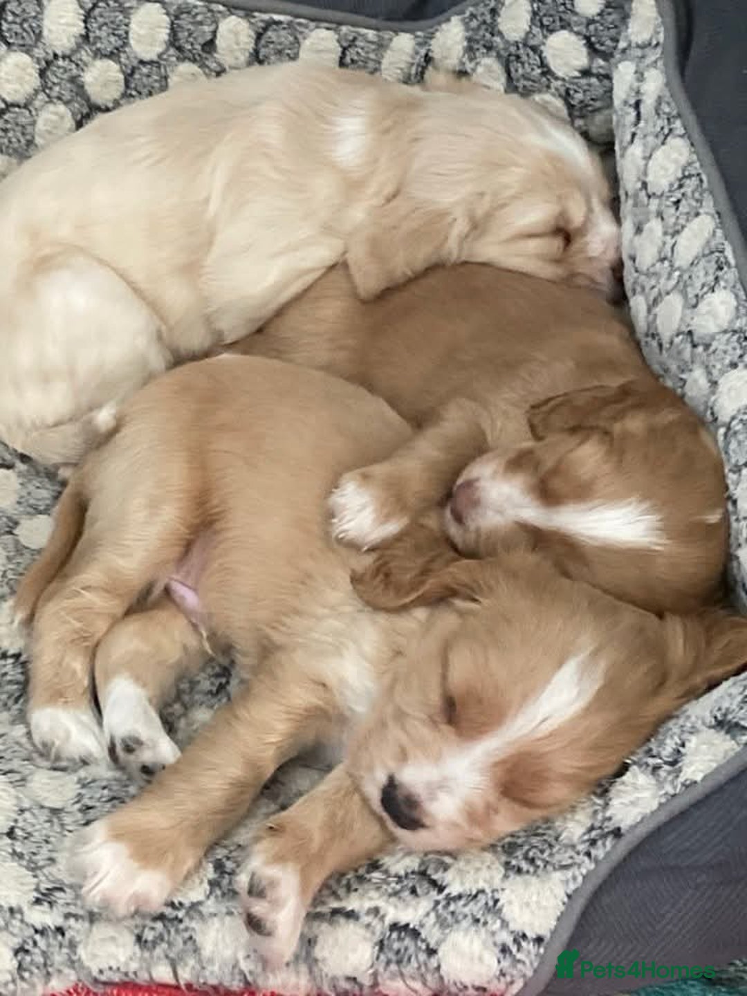 Mixed Breed dogs for sale: Gorgeous cavachon cocker spaniel puppies - Image 1