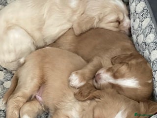 Mixed Breed dogs - Advert 1