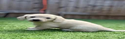 Miniature Dachshund dogs for sale: KC Reg Long haired intense cream mini dachshund  - Advert 12