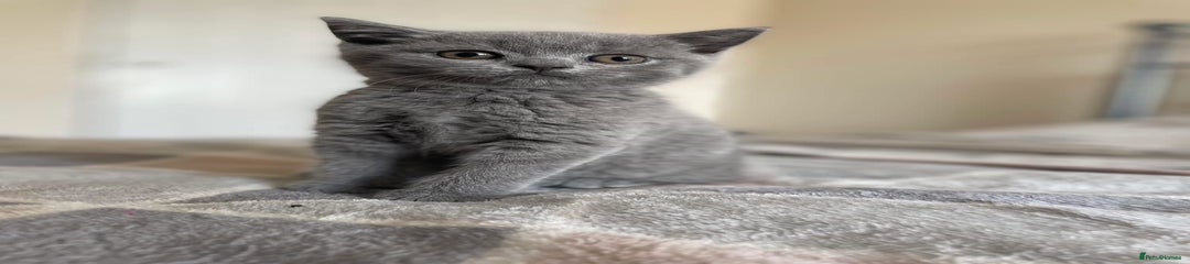 British Shorthair Kitten 3