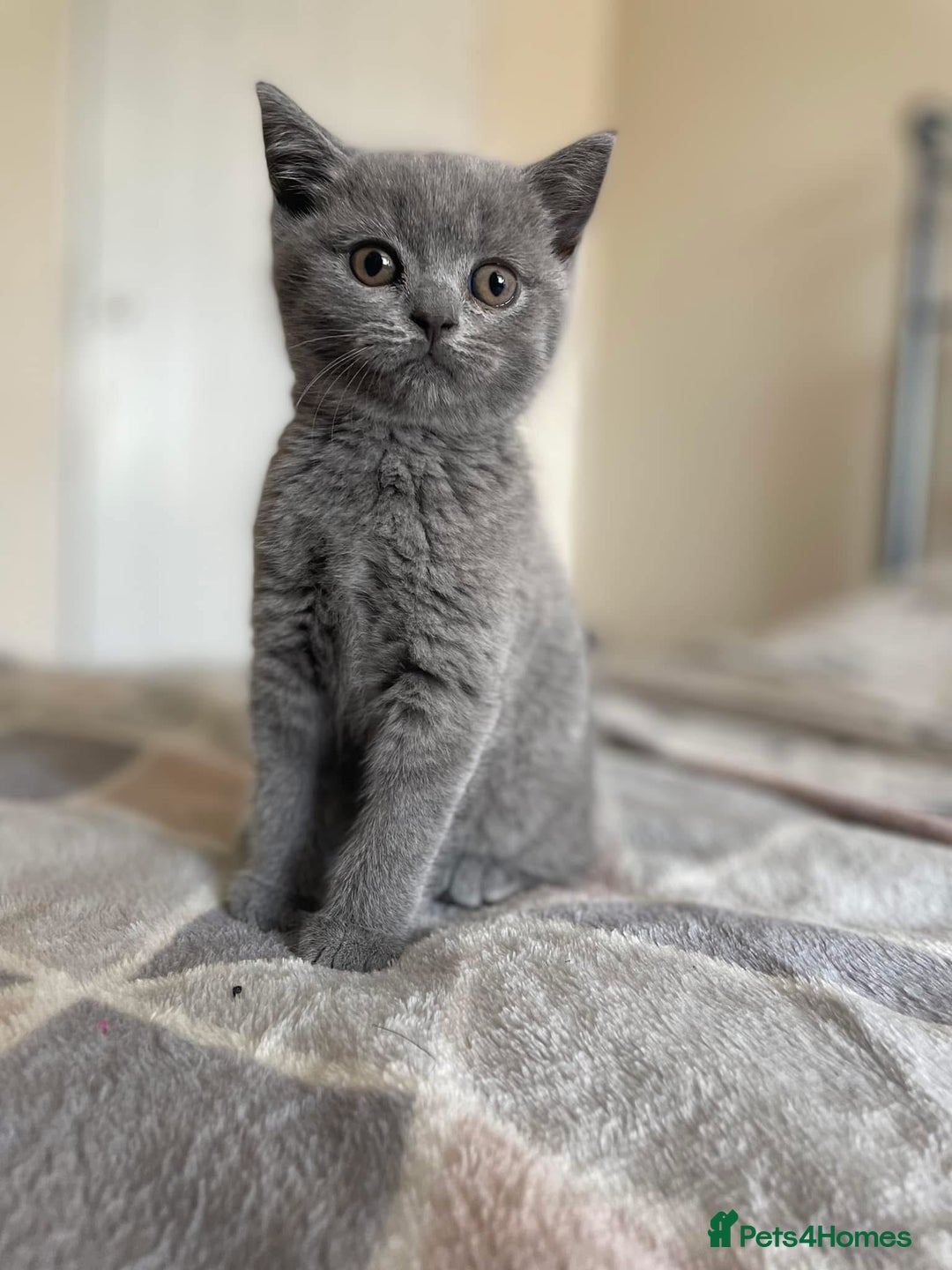 British Shorthair cats for sale: Beautiful litter of British blues  - Image 9