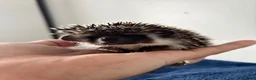 Pygmy Hedgehog rodents for sale: Pygmy hedgehogs  - Advert 4