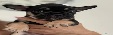 French Bulldog 1
