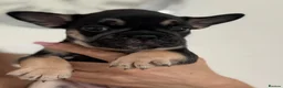 French Bulldog dogs for sale: Beautiful French Bulldog Puppies – 1 Boy, 2 Girls in Manchester - Advert 4