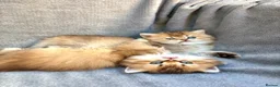 British Longhair cats for sale: ✨Pedigree British longhair golden chocolate lilac - Advert 21