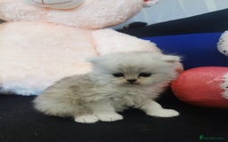 Scottish Fold cats for sale: Scottish Fold/Straight Kittens  - Image 23