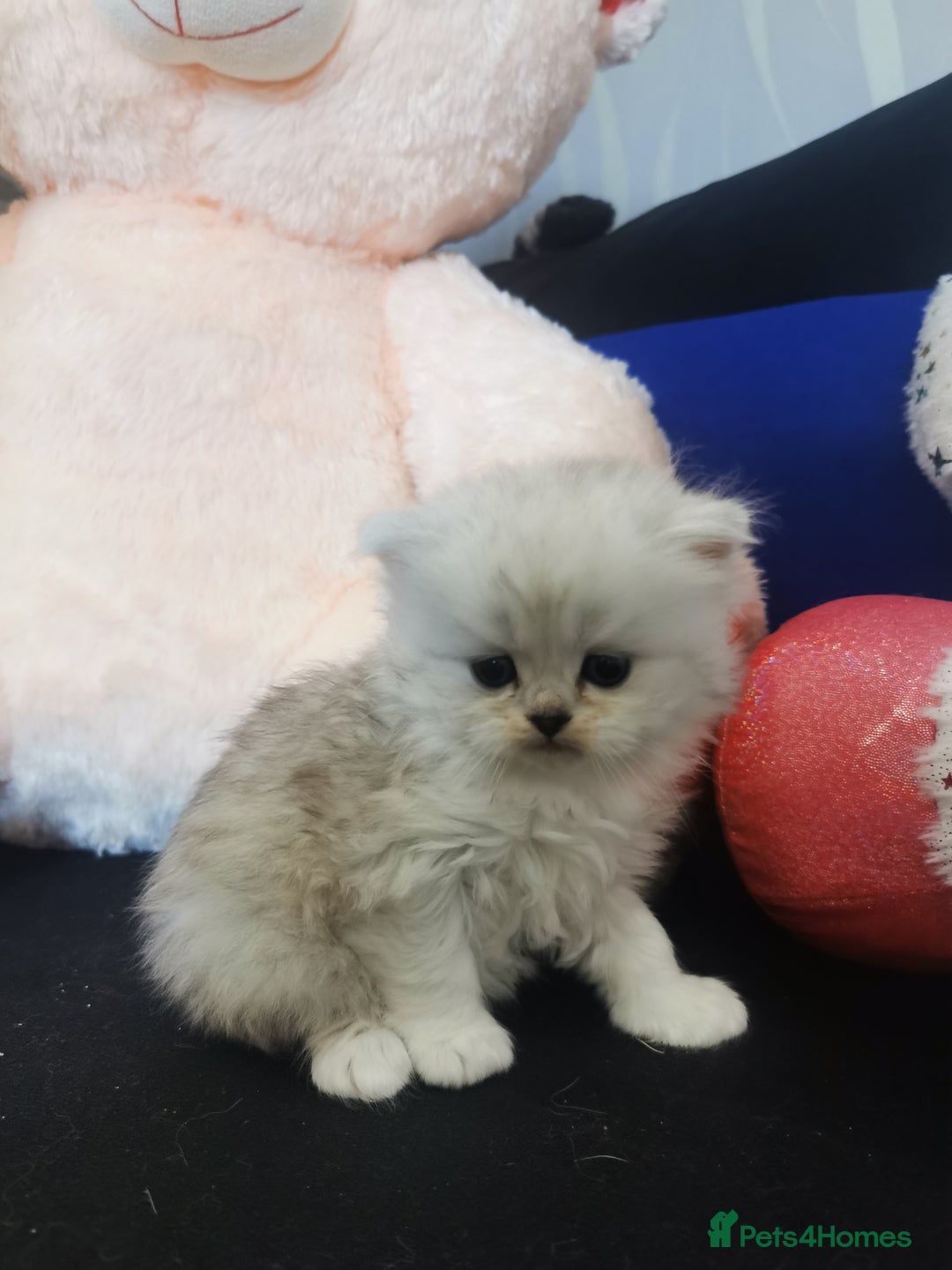 Scottish Fold cats for sale: Scottish Fold/Straight Kittens  - Image 23