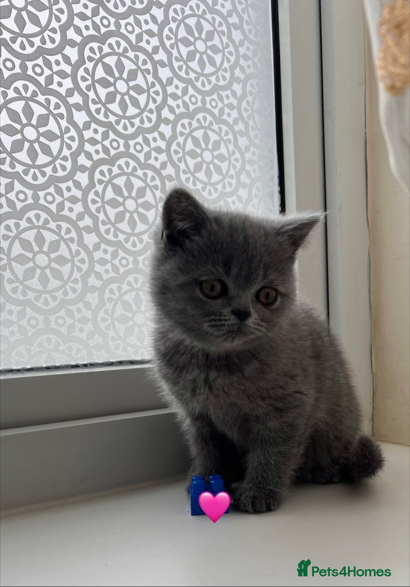 Scottish Fold cats Lovely Scottish fold/straight Kittens  - Advert 12