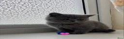 Scottish Fold cats for sale: Lovely Scottish fold/straight Kittens  - Advert 14