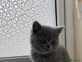 Scottish Fold cats Lovely Scottish fold/straight Kittens - Advert 5